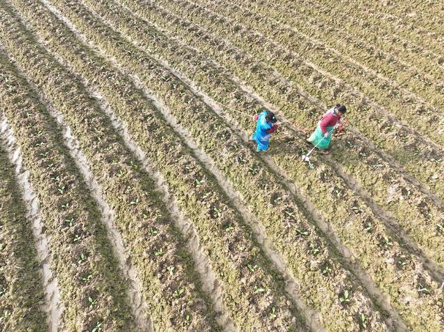 春分
节气
春耕
农事
田园
