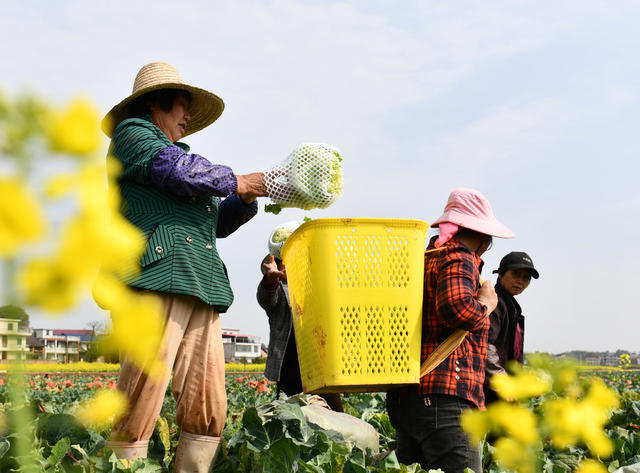 春分、春种、采收、田间管护忙