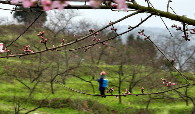 春分农忙   病虫防治  黄桃树管护