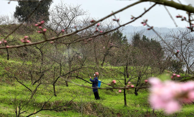 春分农忙   病虫防治  黄桃树管护