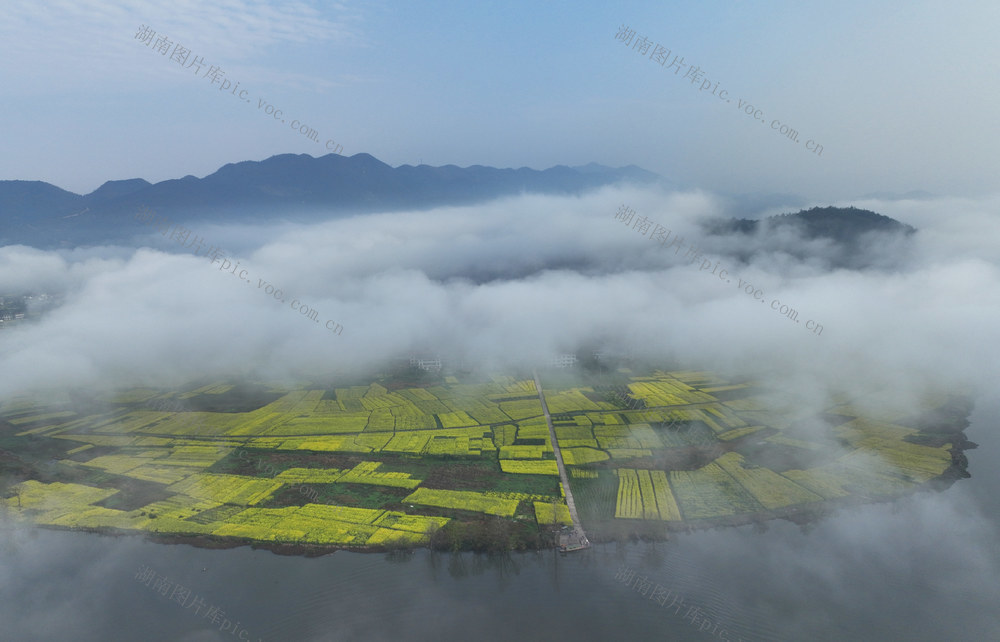 晨雾 乡村 春分 油菜花 美景 春意