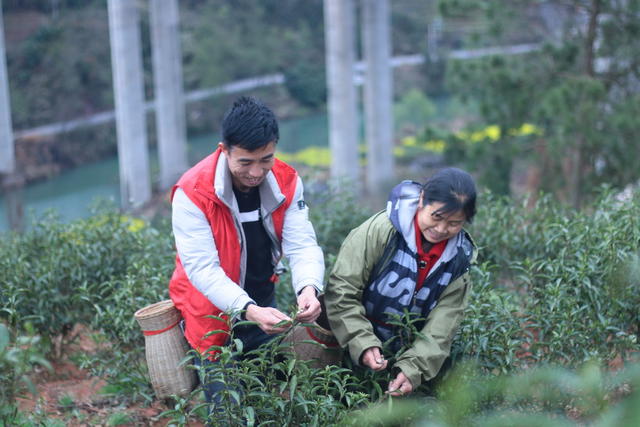 茶叶 采茶 春风