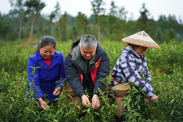 茶叶 采茶 春风