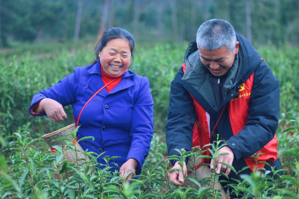 茶叶 采茶 春风