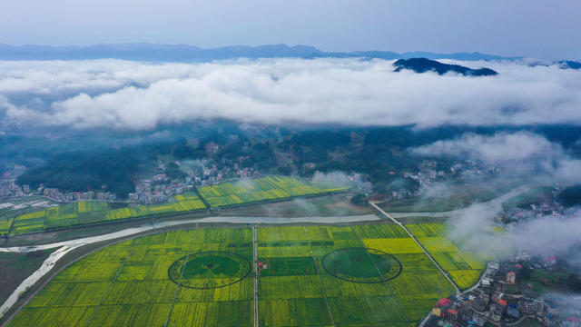 农文旅融合 粮油安全 高标准农田 油菜花 油稻轮作