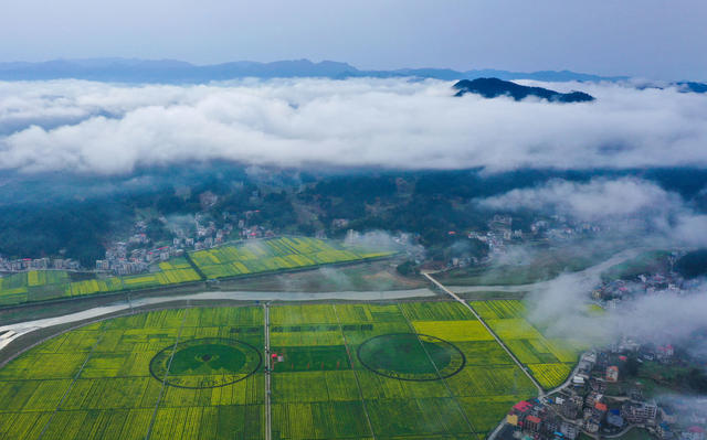 农文旅融合 粮油安全 高标准农田 油菜花 油稻轮作