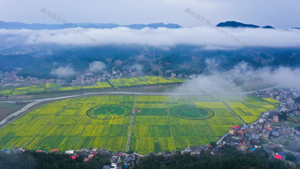 农文旅融合 粮油安全 高标准农田 油菜花 油稻轮作