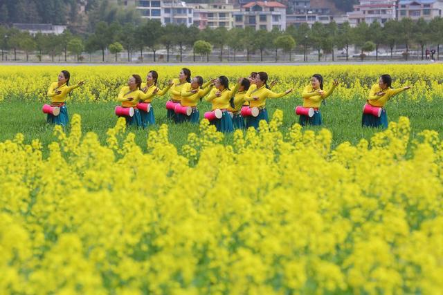 农文旅融合 粮油安全 高标准农田 油菜花 油稻轮作