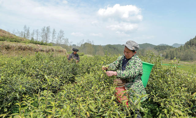 茶叶采摘