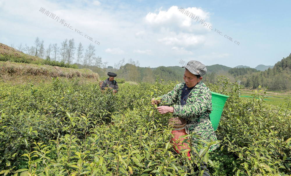 茶叶采摘