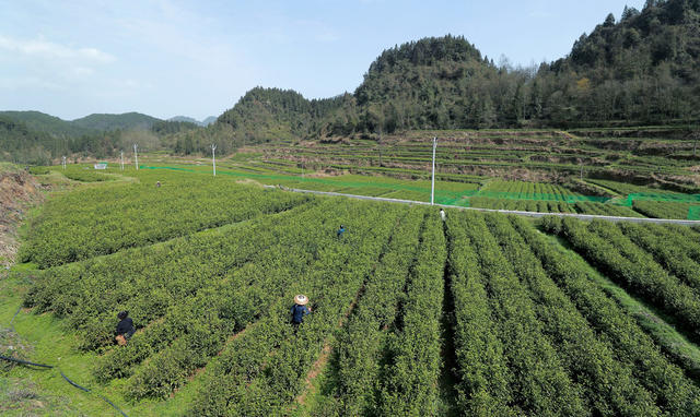 茶叶采摘