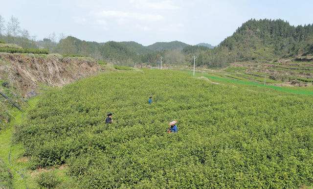 茶叶采摘