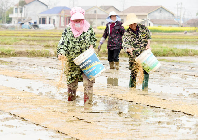 农业农村  粮食生产  种粮大户  早稻育秧  规范化种粮  劳动力帮助  技术服务