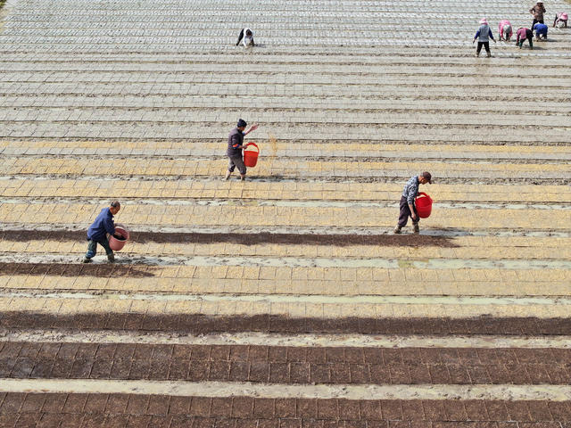农业农村  粮食生产  种粮大户  早稻育秧  规范化种粮  劳动力帮助  技术服务