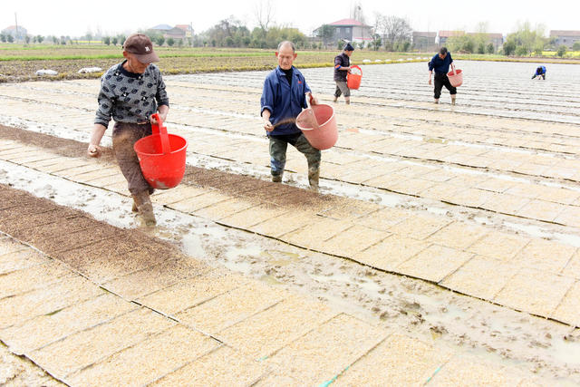 农业农村  粮食生产  种粮大户  早稻育秧  规范化种粮  劳动力帮助  技术服务