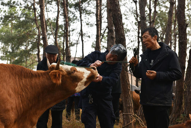 春分 赶分社 春耕 耕牛 牛市