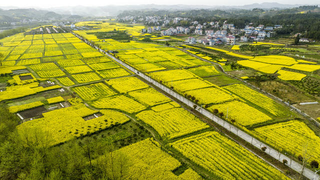 美丽麻阳   美丽乡村  油菜花开