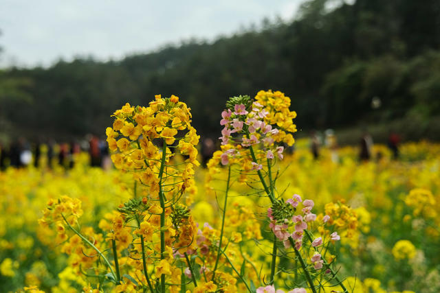 湖南韶山，红色旅游火热，毛泽东同志故居