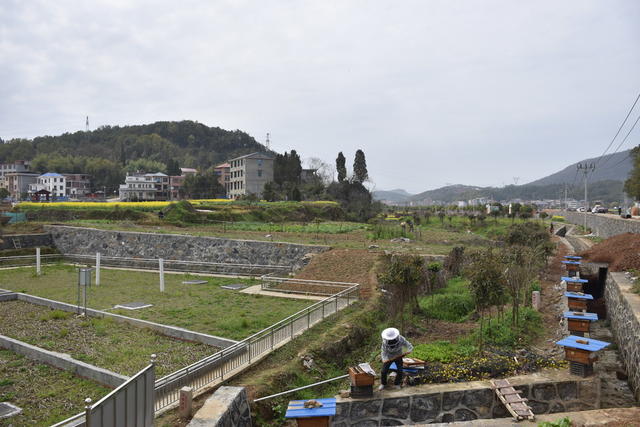蜜蜂起舞 养蜂人乐开怀