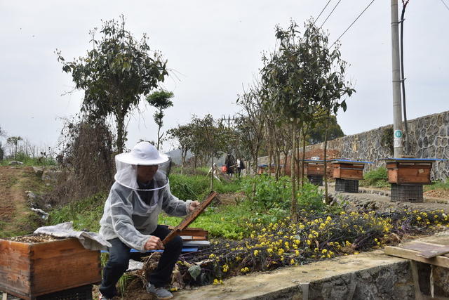 蜜蜂起舞 养蜂人乐开怀