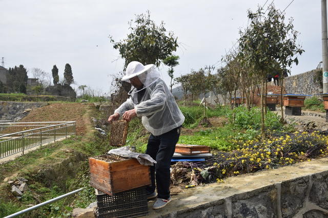 蜜蜂起舞 养蜂人乐开怀