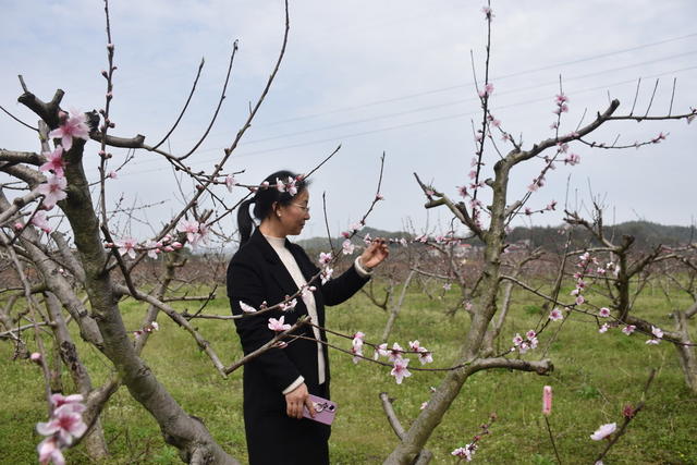桃花绽放 引游客