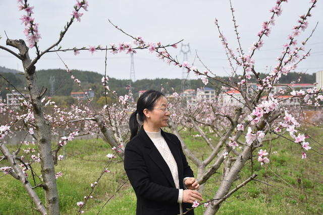 桃花绽放 引游客
