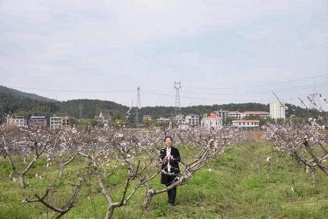 桃花绽放 引游客