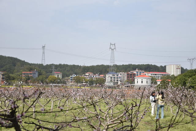 桃花绽放 引游客
