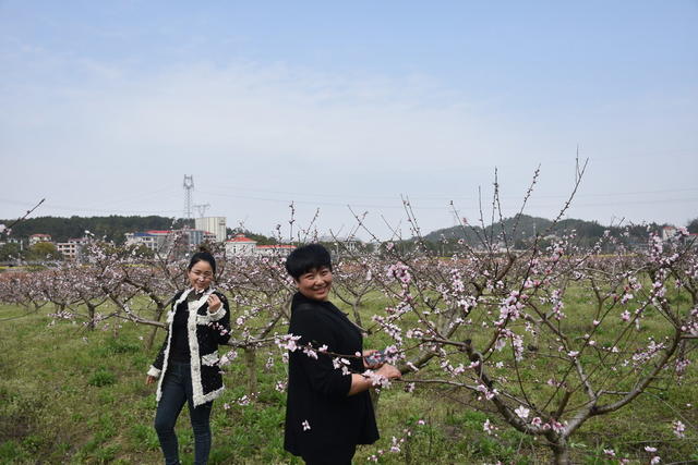 桃花绽放 引游客