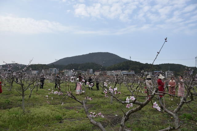 桃花绽放 引游客
