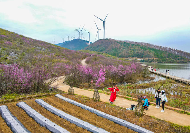 江永  紫荆花  生态  旅游  自然