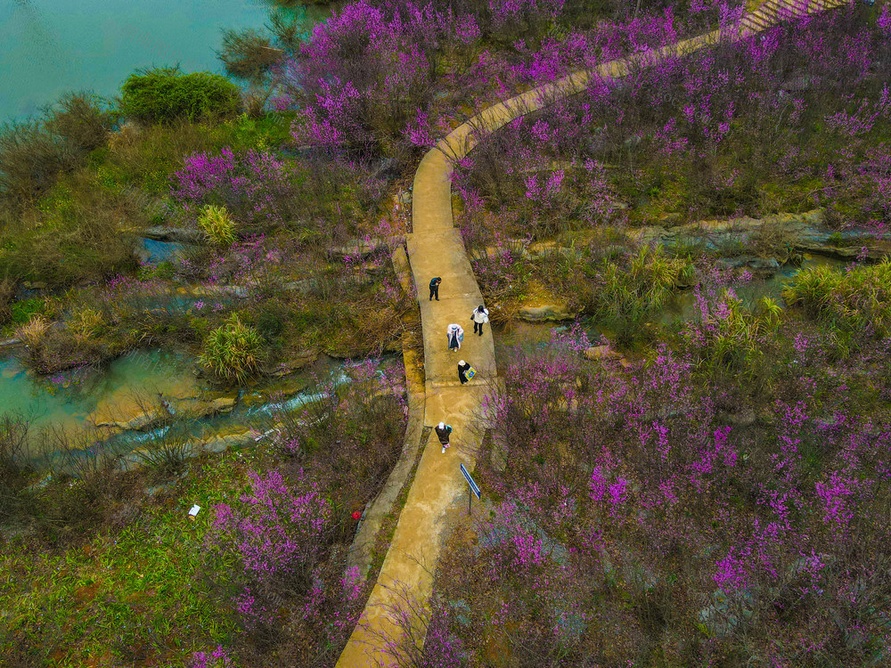 江永  紫荆花  生态  旅游  自然
