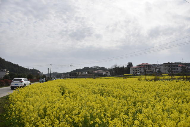油菜花 绽放引游客