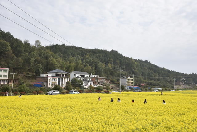 油菜花 绽放引游客