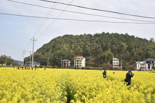 油菜花 绽放引游客