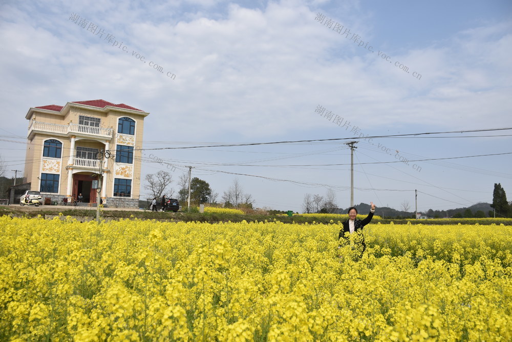 油菜花 绽放引游客