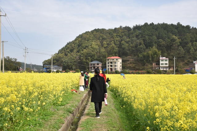 油菜花 绽放引游客