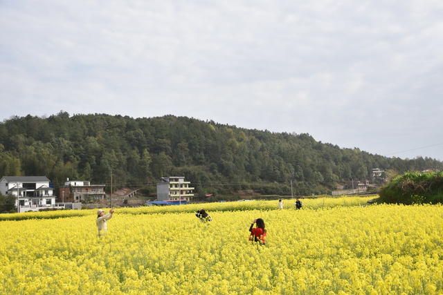 油菜花 绽放引游客