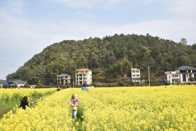 油菜花 绽放引游客