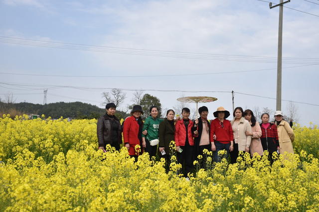 油菜花 绽放引游客
