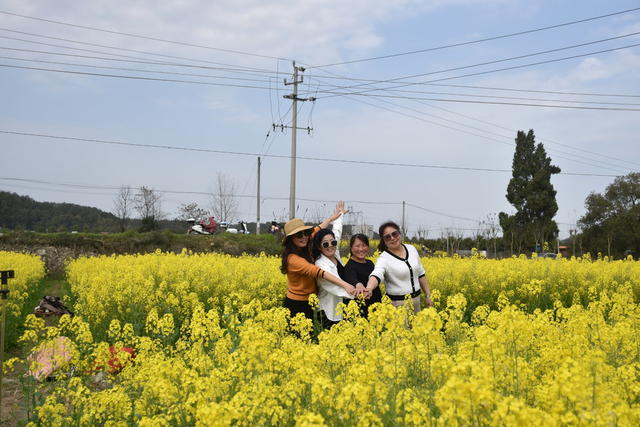 油菜花 绽放引游客