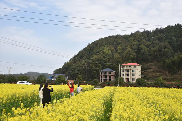 油菜花 绽放引游客