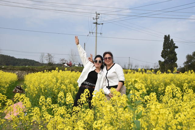 油菜花 绽放引游客