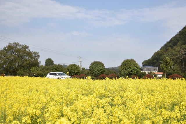 油菜花 绽放引游客