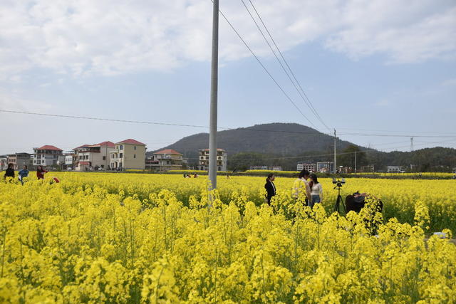 油菜花 绽放引游客