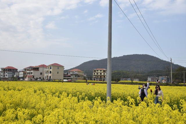 油菜花 绽放引游客