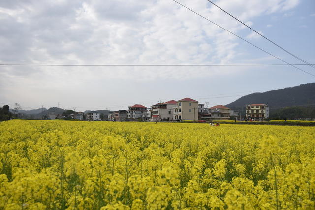 油菜花 绽放引游客