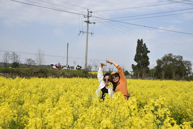 油菜花 绽放引游客