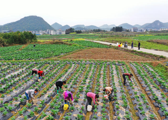 嘉禾：蔬菜基地管护忙